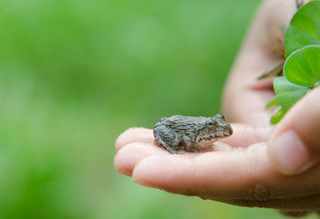 Beautiful  froglet sitting in the human hand