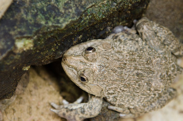 beautiful Dark-sided Frog in tropical forest.pond, fauna, resting, colourful,