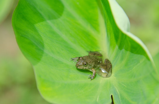 Frog on leaves Bon leaf in a nature.