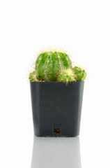 cactus isolated on white background, having many attendants.