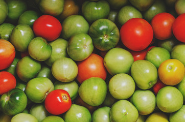 Harvest Tomato. Red and green tomato. Vegetables.