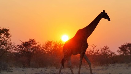 giraffe stand in the savanna the starts walking  crossing the frame at the sunset with sun in the background