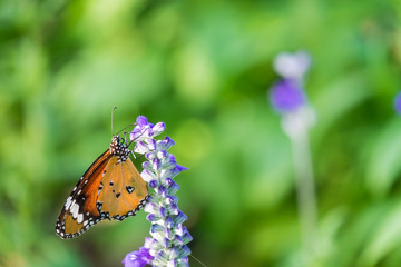 Beautiful orange wings of butterfly on wild flower.