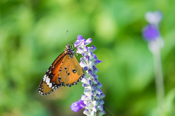 Beautiful orange wings of butterfly on wild flower.