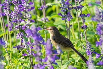 ird hovering and perching on purple flowers.