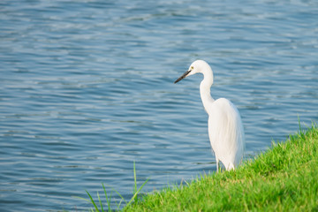 Great egret an heron in bay lagoon.