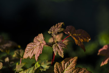 Young spring  leaves foliage of  maple Acer platanoides 'Globosum'