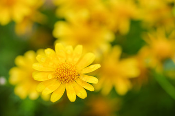 Yellow flowers summer.
