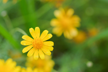 Obraz premium Yellow flowers summer.