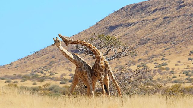 giraffes fighting for dominance mating behavior slow motion