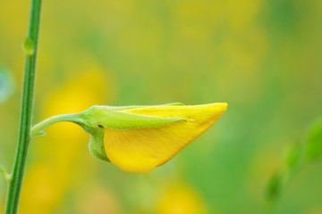 Yellow flowers summer.