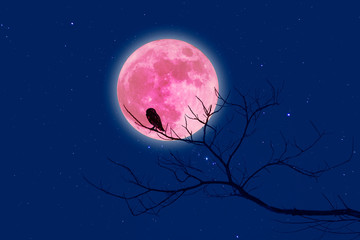 Halloween design background with , naked trees, and red moon and