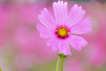 Obraz premium Cosmos flowers summer.