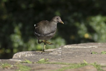 Common Moorhen Gallinula chloropus