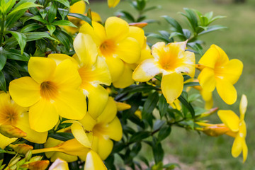 Obraz na płótnie Canvas Background with beautiful yellow flowers