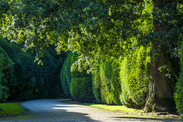 Path along trees in summer