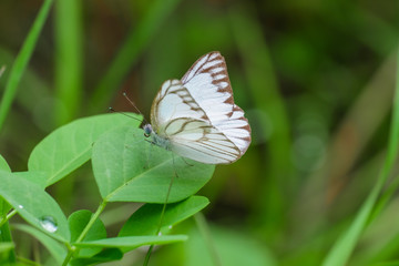 Beautiful wings of butterfly on green.