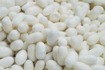 Silkworm cocoon shell.