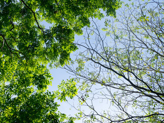 Tree. Perspective unique nature green leave view from under big green tree. Two sides of different tree, one has green leaves another one has a few leaves. Natural, season and environment concept.