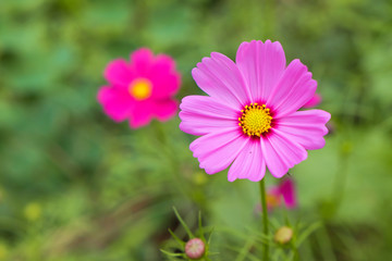 Obraz premium Cosmos flowers summer.