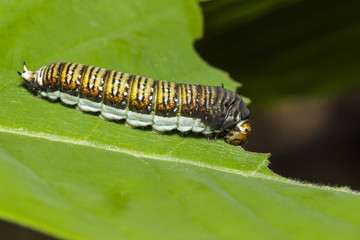 Caterpillar of The Chain Swordtail butterfly