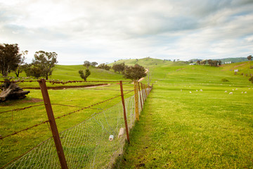 Obraz premium Aussie sheep farm