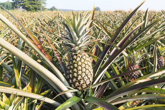 Close-up of green pineapple in the field