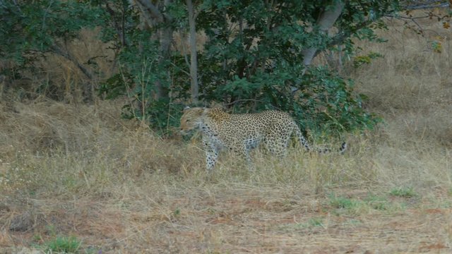 big male leopard walking and hiding into the bush botswana chobe national park africa