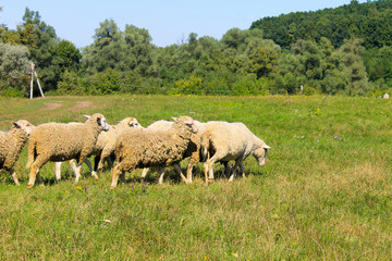 Obraz premium Flock of sheep