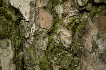 Pine bark
