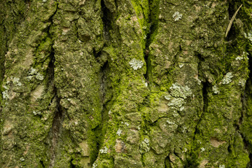 Poplar texture with moss
