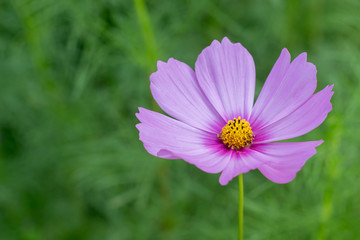 Fototapeta premium Cosmos flower