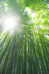 Fototapeta na wymiar 竹林　緑　見上げる　太陽光線　木漏れ日　レンズフレア