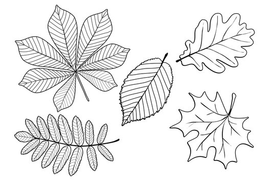 Herbstbl&auml;tter