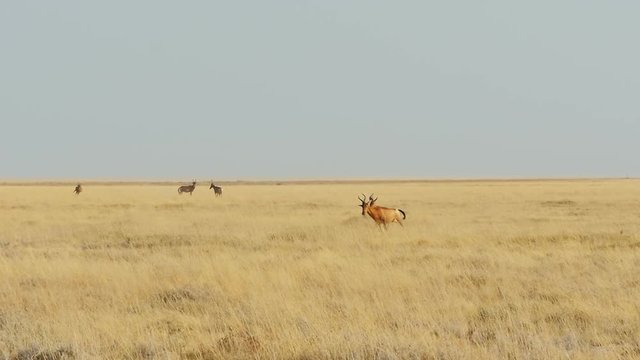 antelope running pronking playing with cub in the savanna slow motion