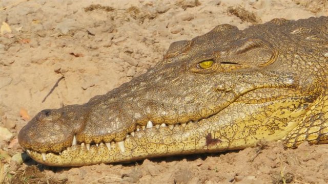 crocodile portrait on a river bank at zambesi river chobe national park botswana