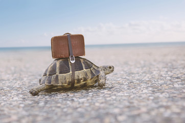 Turtle with suitcase.