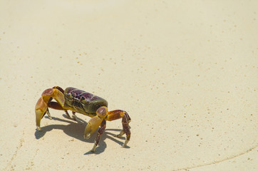 crab on the beach , koh tachai , thailand