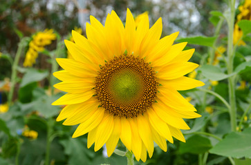 Obraz premium sun flower