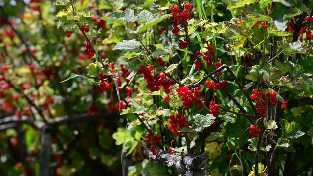 Bunches of red currant hanging in garden