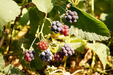 Wild blackberry berries ripes on branch