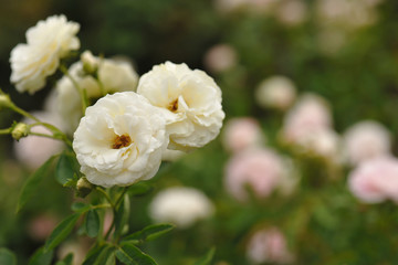 natural white rose flower close up on green bush