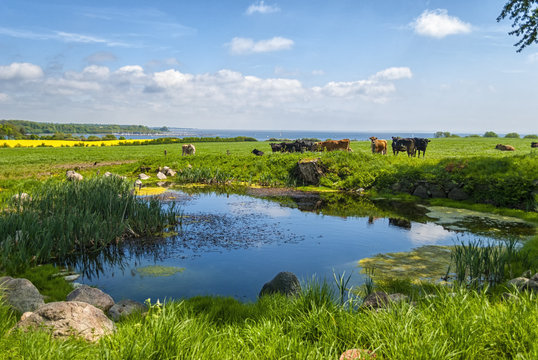 Cows near a lake