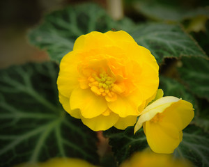 yellow dahlia flowers and green leaves background