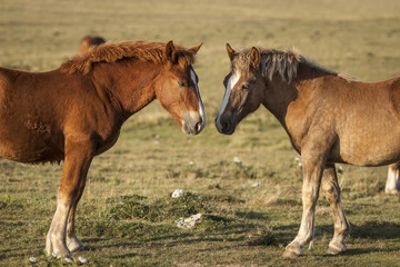Obraz premium Two brown foals play in a green field. Sunset light