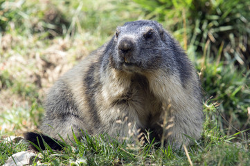Marmot