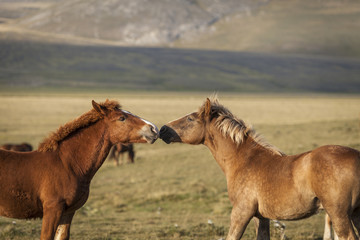 Two brown foals play in a green field. Sunset light