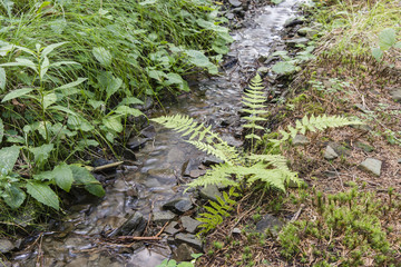 Running water in the woods and ferns.