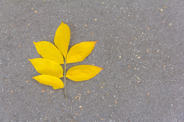 
autumn yellow leaf on the background of pavement