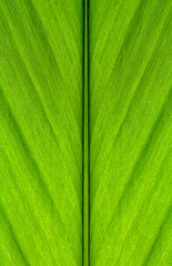 close up of Leaf texture. Green leaves background.